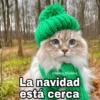 ✨Gatitos con frases😺✨5 6