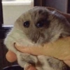 🐹 HAMSTERCITOS 🐹 7