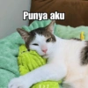 Bobby Kucing Prabowo 🐱 24