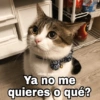 ✨Gatitos con frases😺✨5 7
