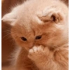Gatitos 😈 6