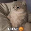 Stiker kucing 8