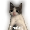 Gatitos tristes 24