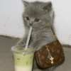Gatos 25