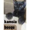Guji Gosong Kitty 25