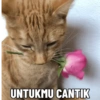 Stiker kucing 6