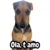 Olat amo