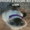 GATINHOS REAGINDO 8