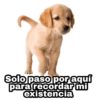 Perritos con FRASES 🐕🐾 1 6