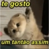 GATINHOS 🤣 10