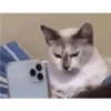Gatinhosjj 22