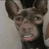 ANIMAIS DEBOCHADOS 😂 14