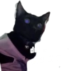 Guji Gosong Kitty 8