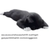 Cats 23