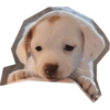 Perritos mal recortados 27