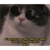 Solo gatos 7