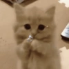 Romantic cats ❤️🐈 7