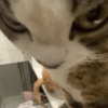 MIAU 12