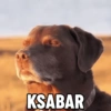 Meme absurd 5