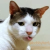 Bobby Kucing Prabowo 🐱 22