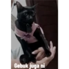 Guji Gosong Kitty 16