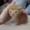 Cats (1/4) 20