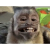 Monkeys 10