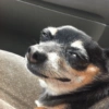Memes de perros  9