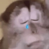 Monkeys 23