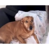 Sapecagens 5