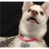 Zelda, the Husky 29