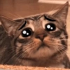 🐱🐾🐈 Cats l 🐈🐾🐱 29