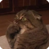 Gatos 15