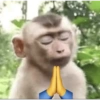 MICOS 5