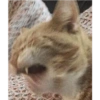 Gatinhosjj 10