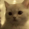 Gatos 13