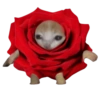 Kucing 6