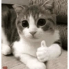 Gatitos 🐈‍⬛ 10