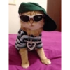 Conteúdo Aleatório De Gato 19