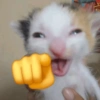 Gatinhos bizarramente fofos 14