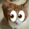 Reações gatos 6