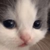 Cats (2/4) 24