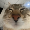 MIAU 15