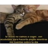 Solo gatos 11