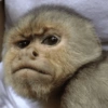 MACAQUINHOS EXPRESSIVOS 🐵 12