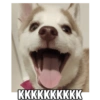 Zelda, the Husky 19