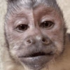 MACAQUINHOS EXPRESSIVOS 🐵 8