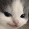Cats (2/4) 23