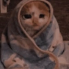Reações gatos 10