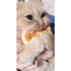 Милый котенок 15
